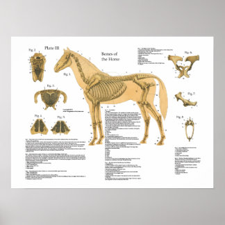 Poster Carte de l'affiche de l'anatomie du squelette