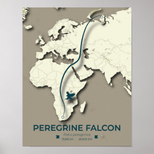 Poster Carte de migration de faucon pèlerin - Minimaliste