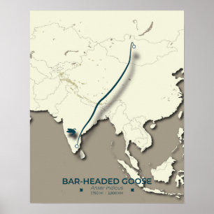 Poster Carte de migration des oies à tête de barre - Mini
