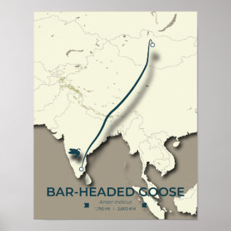 Poster Carte de migration des oies à tête de barre - Mini
