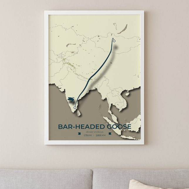 Poster Carte de migration des oies à tête de barre - Mini (Créateur téléchargé)