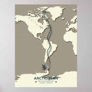 Poster Carte de migration des sternes arctiques - Vintage
