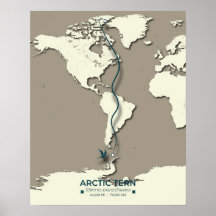 Carte de migration des sternes arctiques - Vintage