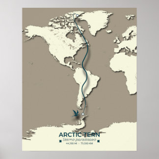 Poster Carte de migration des sternes arctiques - Vintage