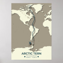 Carte de migration des sternes arctiques - Vintage