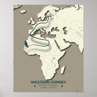 Poster Carte de migration du balbuzard occidental - Vinta