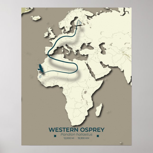 Poster Carte de migration du balbuzard occidental - Vinta (Devant)