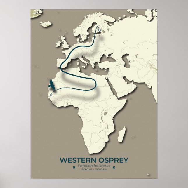 Poster Carte de migration du balbuzard occidental - Vinta (Devant)