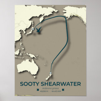 Poster Carte de migration Sooty Shearwater - Minimaliste