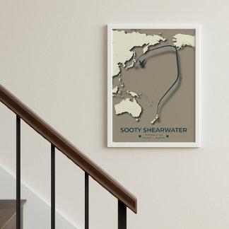 Poster Carte de migration Sooty Shearwater - Minimaliste