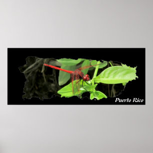 Poster Carte de Porto Rico Island Dragonfly