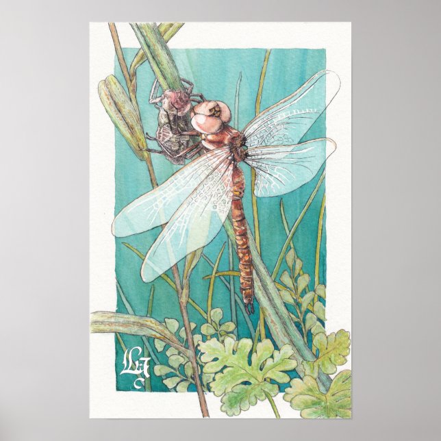 Poster Carte libellule 6 (Devant)