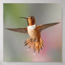 Carte Nota Blair Colibri roux
