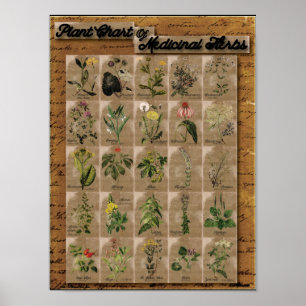 Poster Carte plante des herbes médicinales 1 24" x 20"