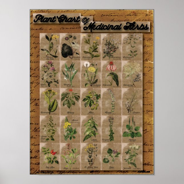 Poster Carte plante des herbes médicinales 1 24" x 20" (Devant)