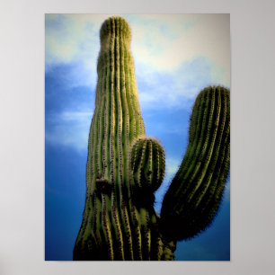 Poster Carte postale de Saguaro Cactus High