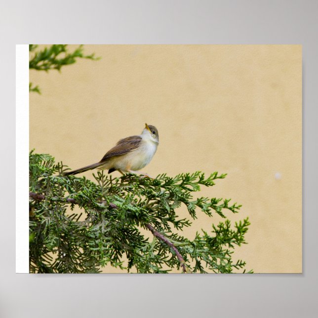 Poster Carte postale du moineau (Devant)