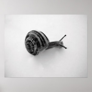 Poster Carte postale escargot