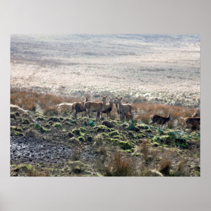 Poster Carte postale Lyme Park