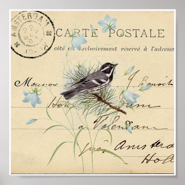 Poster Carte postale vintage Bleu Oiseau (Devant)