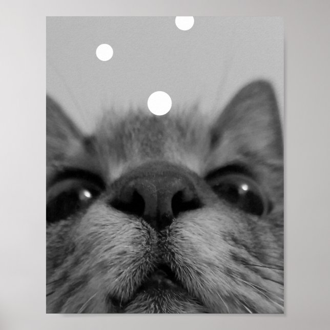 Poster Carte postale Visage Chat Noir&Blanc (Devant)