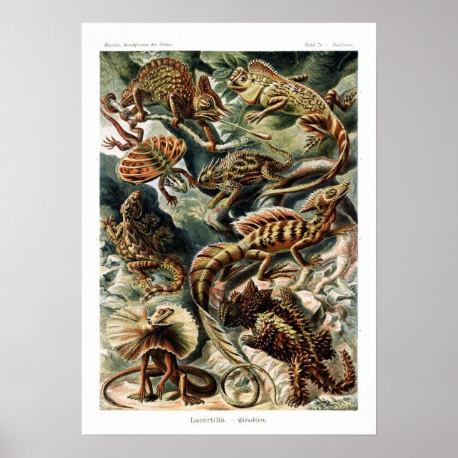 Poster Carte vintage des lézards Ernst Haeckel (Devant)