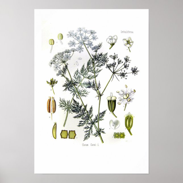 Poster Carum carvi (carvi) (Devant)