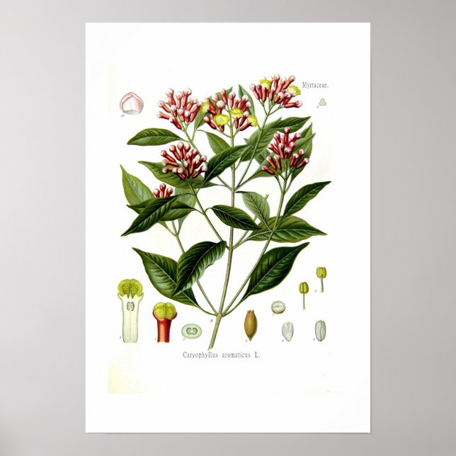 Poster Caryophyllus aromaticus (Clove) (Devant)