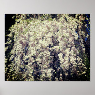Poster Cascade De Fleurs De Printemps Blanches