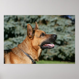 Poster Casque berger allemand 1