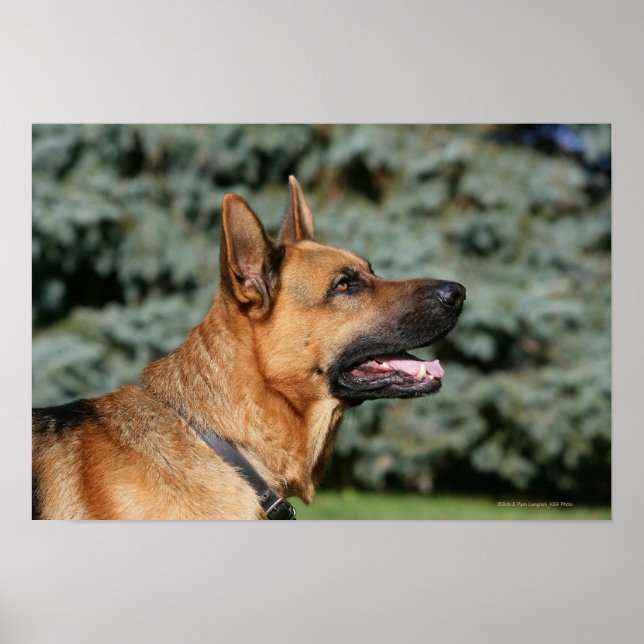 Poster Casque berger allemand 1 (Devant)