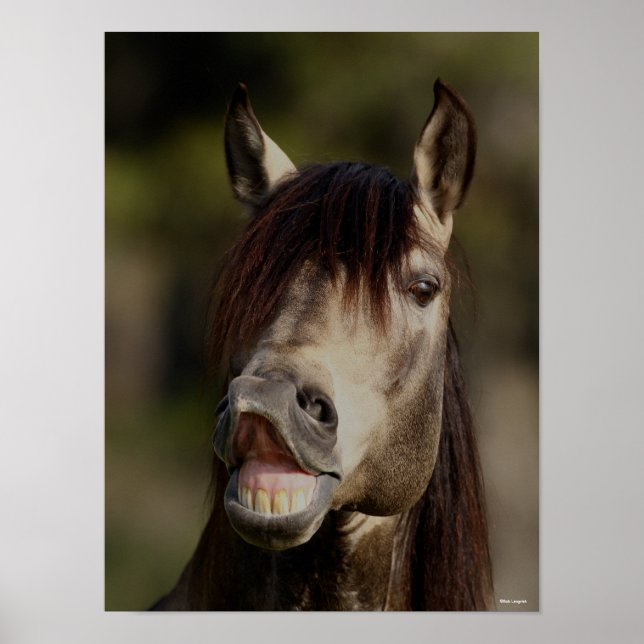 Poster Casque Buckskin Lusitano Stallion Flehmen (Devant)