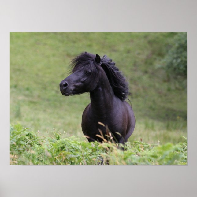 Poster Casque de Bob Langrish Black Shetland Pony Stallio (Devant)