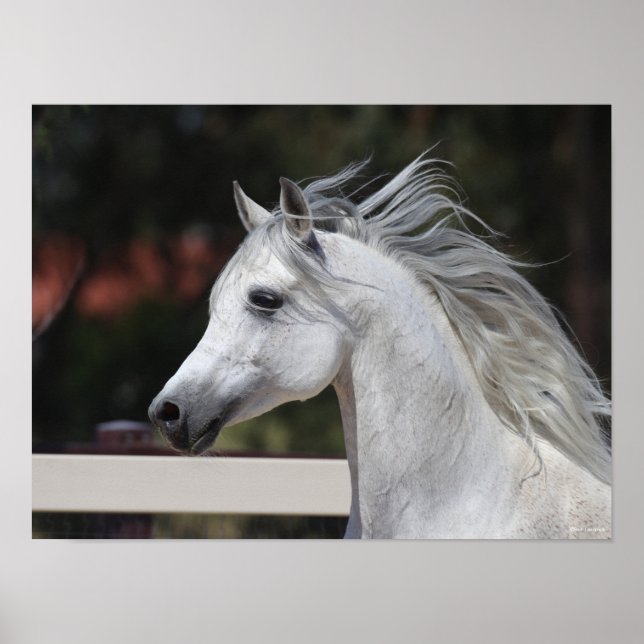 Poster Casque de Stallion arabe gris Mane Flower (Devant)