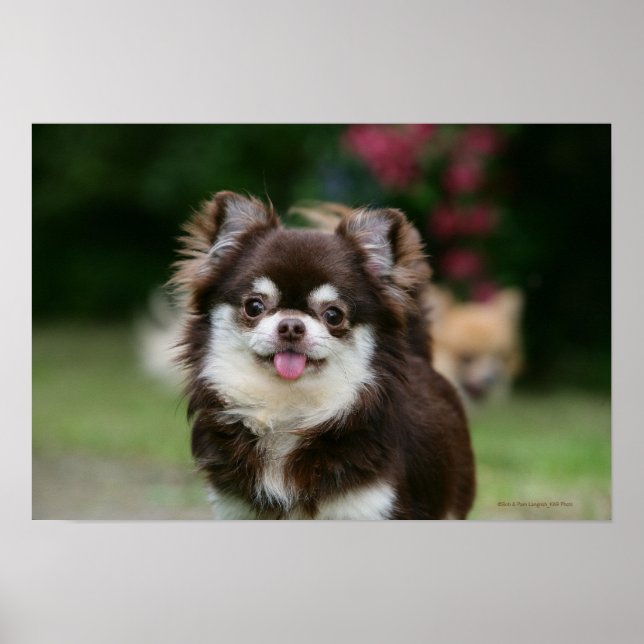 Poster Casque long Haired Chihuahua 1 (Devant)