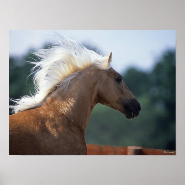 Poster Casque Palomino Rocky Mountain Horse (Devant)