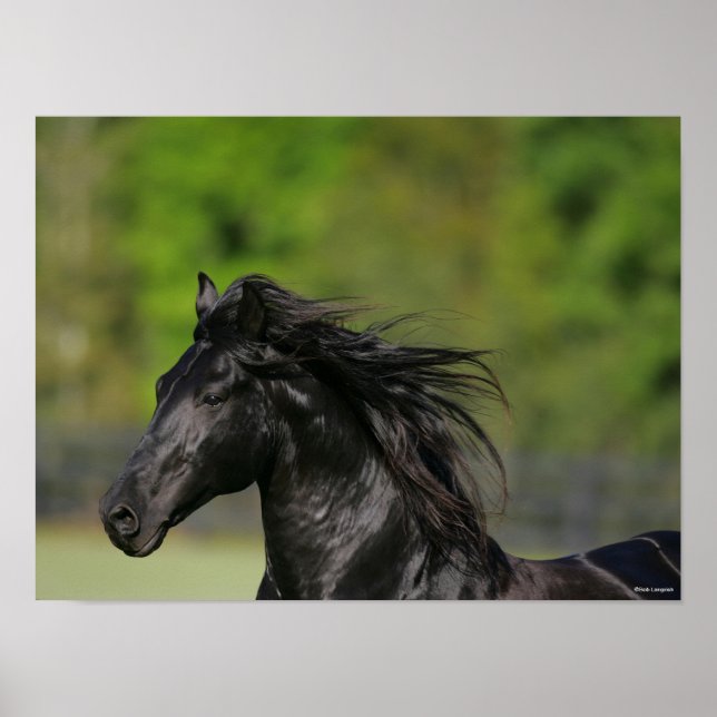 Poster Casquette noire de l'étalon de cheval friésien (Devant)