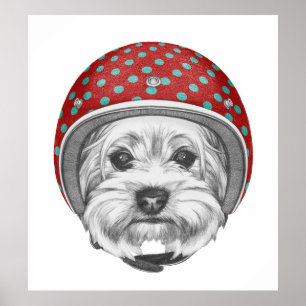 Poster Casse-cou de Yorkshire Terrier
