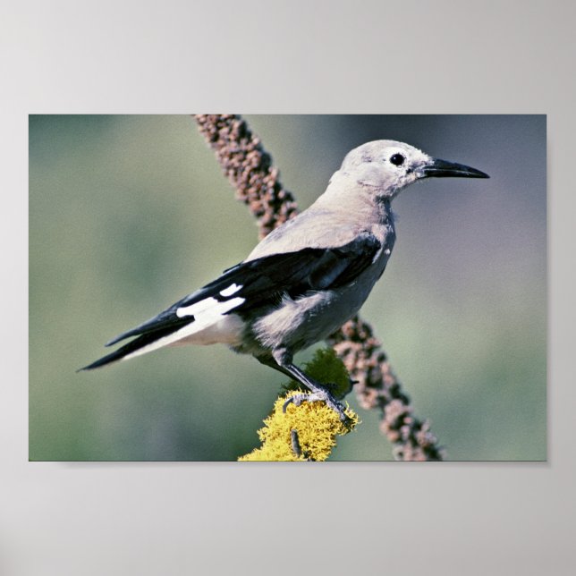 Poster Casse-noix de Clark (Devant)