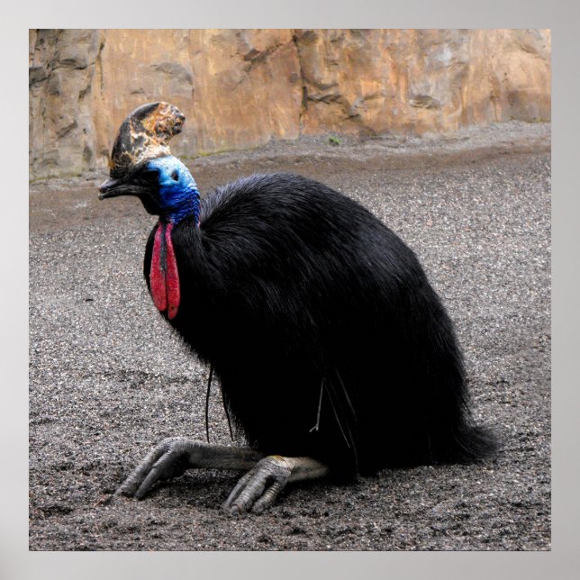 Poster Cassowary au printemps (Devant)
