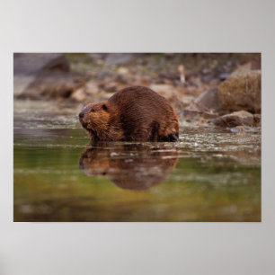 Poster castor, Castor canadensis, fait quelques brasses d