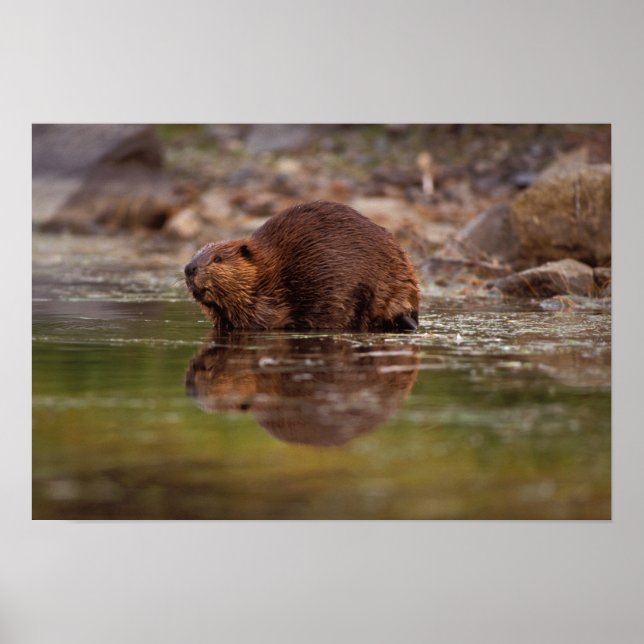Poster castor, Castor canadensis, fait quelques brasses d (Devant)