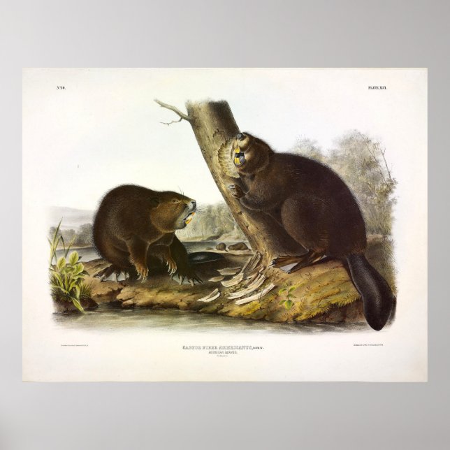Poster Castor nord-américain, Castor canadensis - Audubon (Devant)