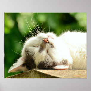 Poster Cat