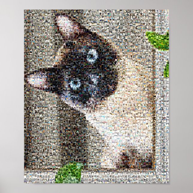 Poster Cat (Devant)