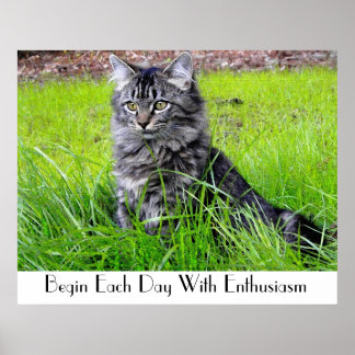 POSTER CAT