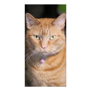 Poster Cat