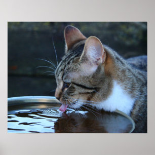 Poster Cat