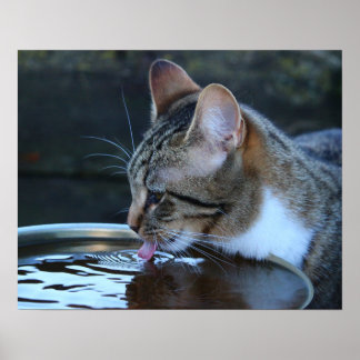 Poster Cat