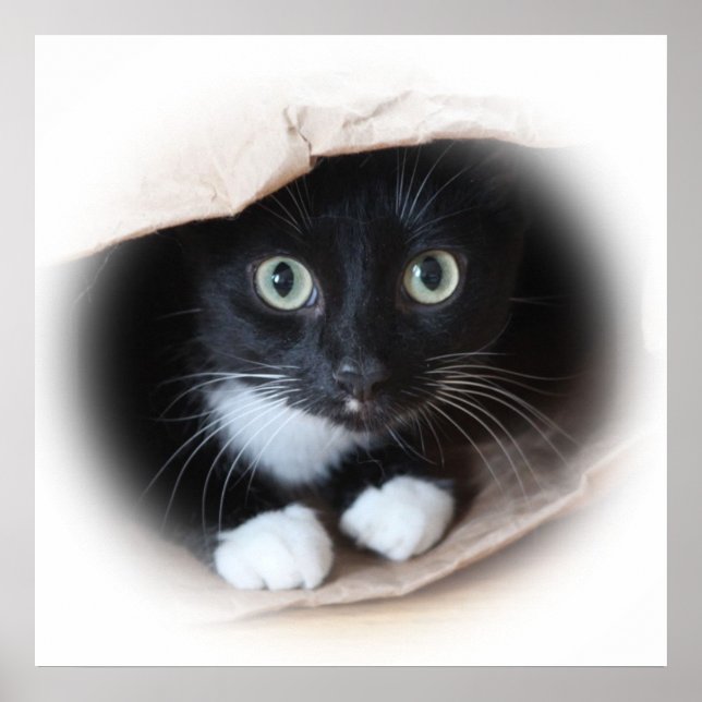 Poster Cat (Devant)